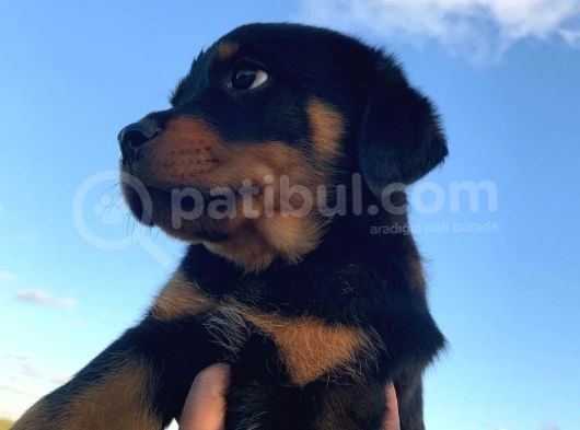 Rottwei̇ler Bebek Yavrulari görsel