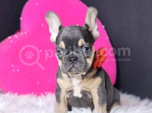 Egzoti̇k Blue Tan French Yavrulari