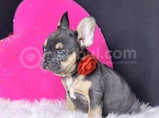 Egzoti̇k Blue Tan French Yavrulari görsel