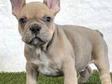 EGZOTİK BLUE FAWN FRENCH BULLDOG YAVRULARI