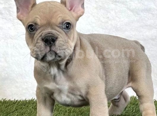 Egzoti̇k Blue Fawn French Bulldog Yavrulari