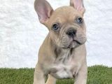 Egzoti̇k Blue Fawn French Bulldog Yavrulari