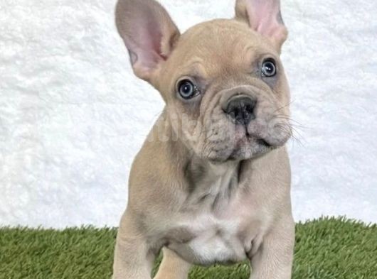Egzoti̇k Blue Fawn French Bulldog Yavrulari görsel