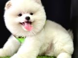 Boo Pomeranian Bebeklerimiz