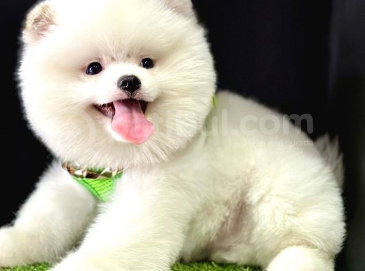 Boo Pomeranian Bebeklerimiz görsel