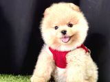 Boo Pomeranian Bebeklerimiz