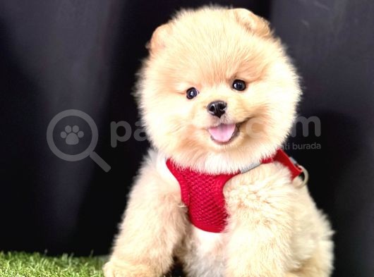 Boo Pomeranian Bebeklerimiz görsel