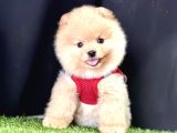 Boo Pomeranian Bebeklerimiz