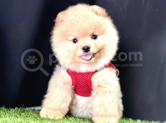Boo Pomeranian Bebeklerimiz görsel