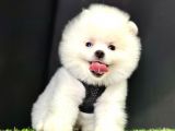 Boo Pomeranian Bebeklerimiz