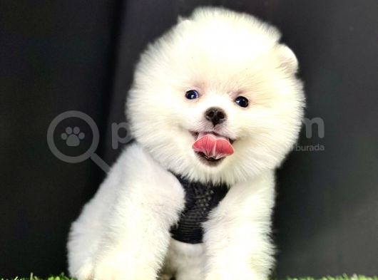 Boo Pomeranian Bebeklerimiz görsel