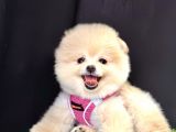 Boo Pomeranian Bebeklerimiz
