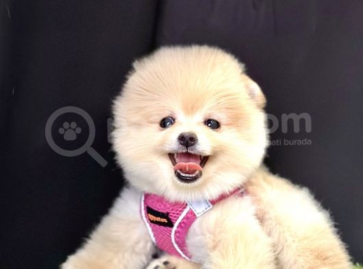 Boo Pomeranian Bebeklerimiz görsel