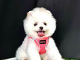 Boo Pomeranian Bebeklerimiz