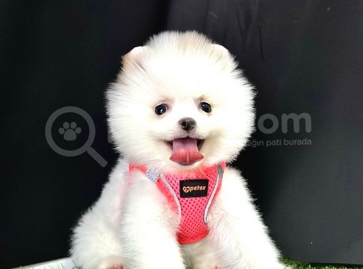 Boo Pomeranian Bebeklerimiz görsel