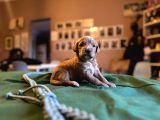 Labradoodle Mi̇ni̇kler