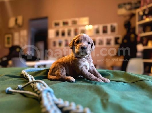 Labradoodle Mi̇ni̇kler görsel
