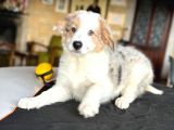 BORDER COLLIE - SECERELİ