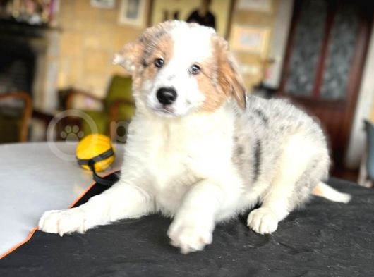 Border Collie - Secereli̇