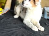 Border Collie - Secereli̇