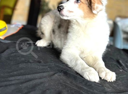 Border Collie - Secereli̇ görsel