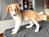 Border Collie - Secereli̇