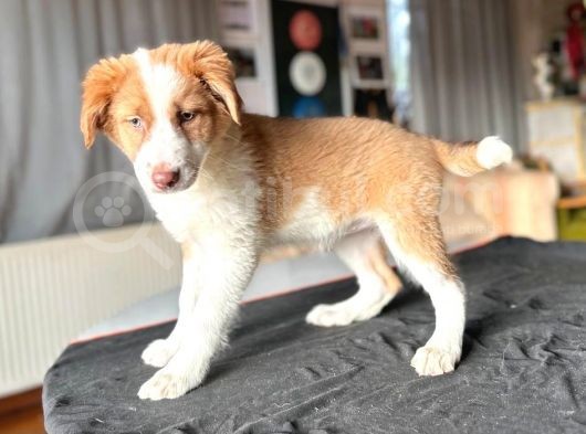 Border Collie - Secereli̇ görsel