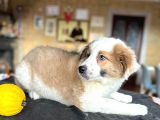 Border Collie - Secereli̇