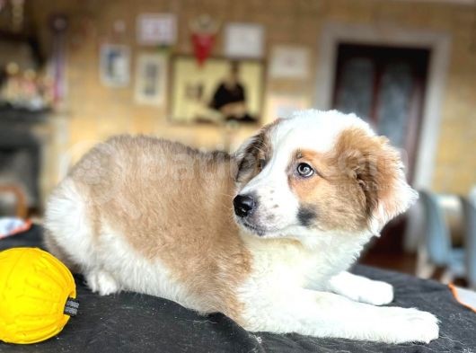 Border Collie - Secereli̇ görsel