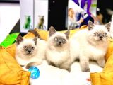3 Aylik Olan Blue Point Yavrularimiz  Yuvadan Uçmaya Hazir