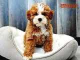 MALTİPO CİNSİ 