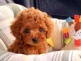 TOOY POODLE YAVRUMUZ 0 TEACUP 