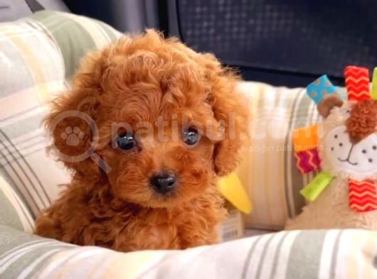Tooy Poodle Yavrumuz 0 Teacup 