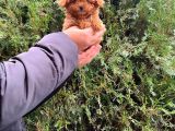 Üst Kalite Kore Kanı Toy Poodle Yavrularimiz