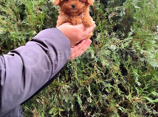 Üst Kalite Kore Kanı Toy Poodle Yavrularimiz görsel