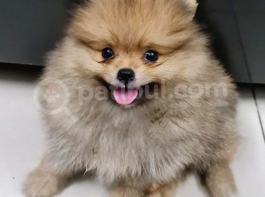 Pomerri̇an Boo Ayi Suratli 