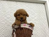 Mükemmel Kalitedeki Toy Poodle Yavrularımız