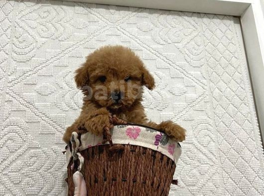 Mükemmel Kalitedeki Toy Poodle Yavrularımız görsel