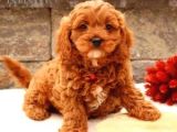 TOOY POODLE YAVRUMUZ 0 TEACUP 