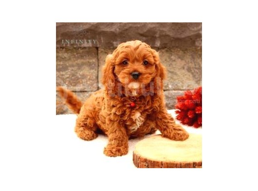 Tooy Poodle Yavrumuz 0 Teacup 