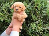 ı Toy Poodle Yavrularimiz