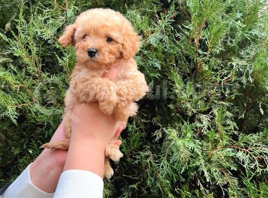 I Toy Poodle Yavrularimiz