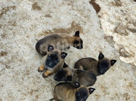 A Sınıfı Kaliteli Belçika Kurdu Malinos görsel