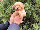 I Toy Poodle Yavrularimiz