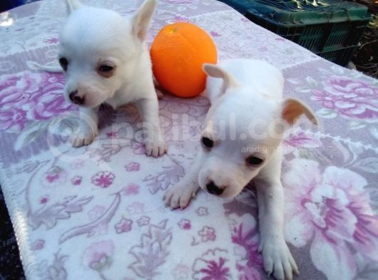 A Sınıfı Kaliteli Belçika Kurdu Malinos görsel