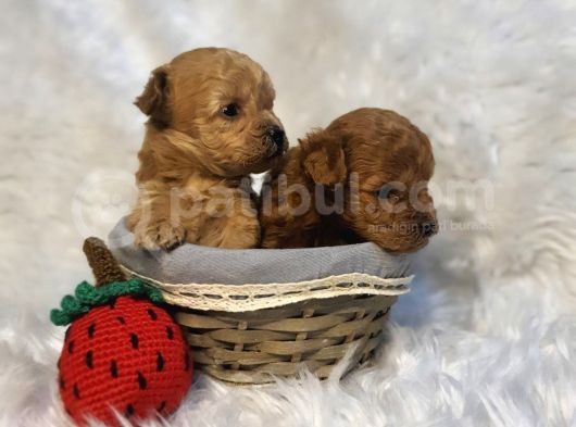 Kore Poodle Bebekler görsel