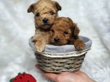 Kore Poodle Bebekler