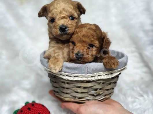 Kore Poodle Bebekler görsel