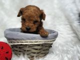 Kore poodle bebekler