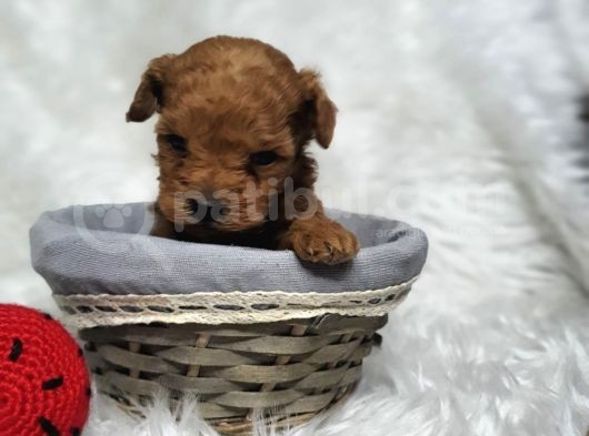 Kore Poodle Bebekler